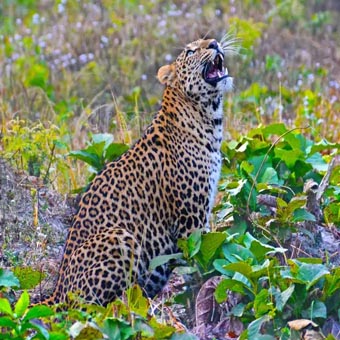Rajaji National Park